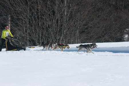 La Pesse 2014  Course de chiens de traineau  (dimanche 09/03/2014), IMG_4701