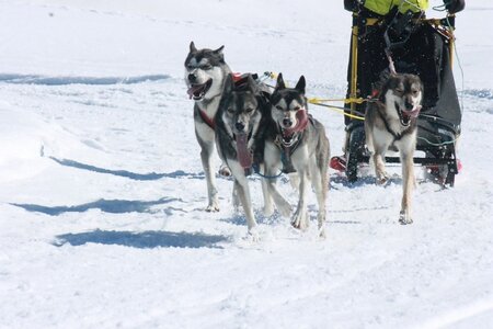 La Pesse 2014  Course de chiens de traineau  (dimanche 09/03/2014), IMG_4707