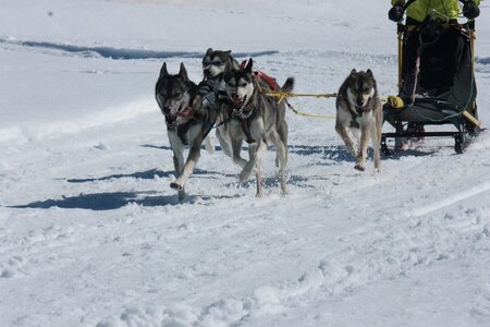 La Pesse 2014  Course de chiens de traineau  (dimanche 09/03/2014), IMG_4708