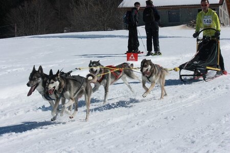 La Pesse 2014  Course de chiens de traineau  (dimanche 09/03/2014), IMG_4710