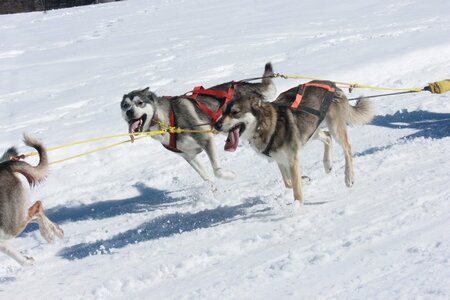 La Pesse 2014  Course de chiens de traineau  (dimanche 09/03/2014), IMG_4711