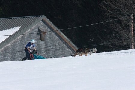 La Pesse 2014  Course de chiens de traineau  (dimanche 09/03/2014), IMG_4714