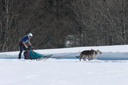 La Pesse 2014  Course de chiens de traineau  (dimanche 09/03/2014), IMG_4715