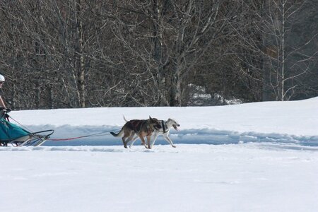 La Pesse 2014  Course de chiens de traineau  (dimanche 09/03/2014), IMG_4716