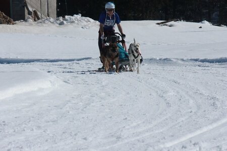 La Pesse 2014  Course de chiens de traineau  (dimanche 09/03/2014), IMG_4720
