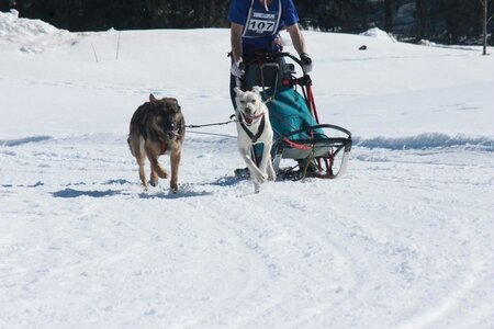 La Pesse 2014  Course de chiens de traineau  (dimanche 09/03/2014), IMG_4721