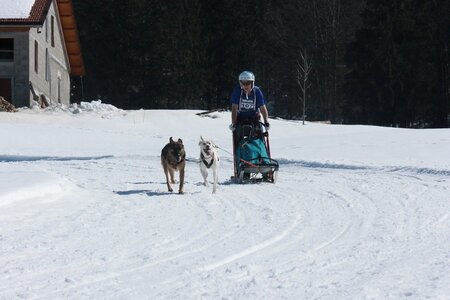 La Pesse 2014  Course de chiens de traineau  (dimanche 09/03/2014), IMG_4722