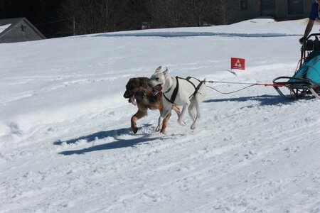 La Pesse 2014  Course de chiens de traineau  (dimanche 09/03/2014), IMG_4726
