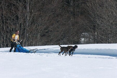 La Pesse 2014  Course de chiens de traineau  (dimanche 09/03/2014), IMG_4743
