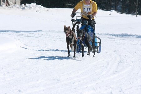 La Pesse 2014  Course de chiens de traineau  (dimanche 09/03/2014), IMG_4748