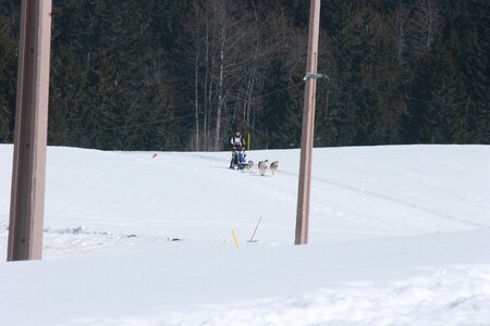 La Pesse 2014  Course de chiens de traineau  (dimanche 09/03/2014), IMG_4752