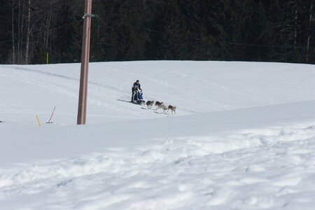 La Pesse 2014  Course de chiens de traineau  (dimanche 09/03/2014), IMG_4753