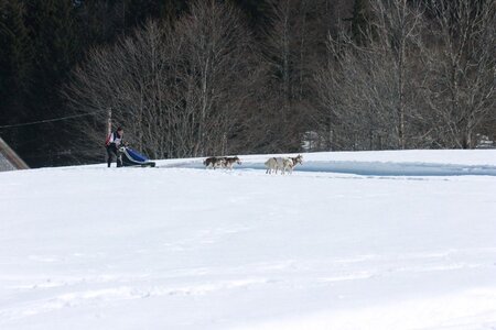 La Pesse 2014  Course de chiens de traineau  (dimanche 09/03/2014), IMG_4755