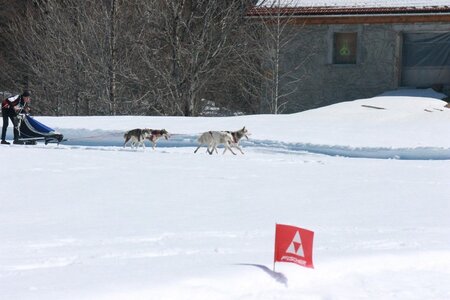 La Pesse 2014  Course de chiens de traineau  (dimanche 09/03/2014), IMG_4756