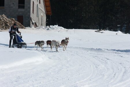 La Pesse 2014  Course de chiens de traineau  (dimanche 09/03/2014), IMG_4758