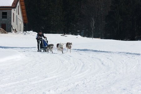 La Pesse 2014  Course de chiens de traineau  (dimanche 09/03/2014), IMG_4759