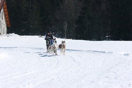 La Pesse 2014  Course de chiens de traineau  (dimanche 09/03/2014), IMG_4760
