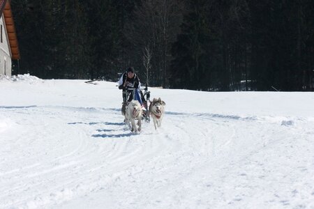 La Pesse 2014  Course de chiens de traineau  (dimanche 09/03/2014), IMG_4761