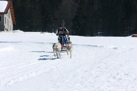 La Pesse 2014  Course de chiens de traineau  (dimanche 09/03/2014), IMG_4762