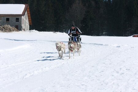 La Pesse 2014  Course de chiens de traineau  (dimanche 09/03/2014), IMG_4763