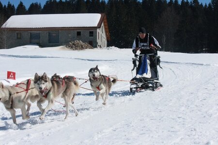 La Pesse 2014  Course de chiens de traineau  (dimanche 09/03/2014), IMG_4765