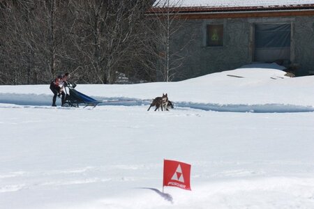 La Pesse 2014  Course de chiens de traineau  (dimanche 09/03/2014), IMG_4770