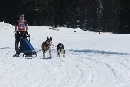 La Pesse 2014  Course de chiens de traineau  (dimanche 09/03/2014), IMG_4773