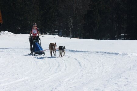 La Pesse 2014  Course de chiens de traineau  (dimanche 09/03/2014), IMG_4774