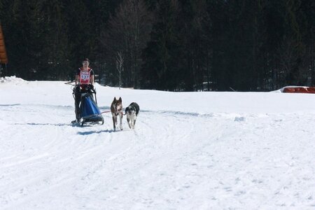 La Pesse 2014  Course de chiens de traineau  (dimanche 09/03/2014), IMG_4775