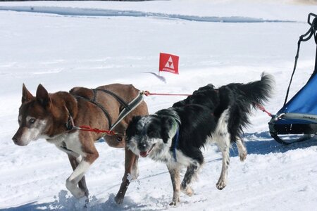 La Pesse 2014  Course de chiens de traineau  (dimanche 09/03/2014), IMG_4778