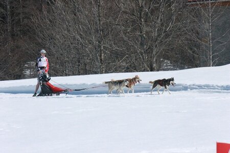 La Pesse 2014  Course de chiens de traineau  (dimanche 09/03/2014), IMG_4780