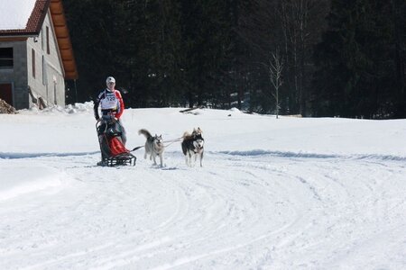 La Pesse 2014  Course de chiens de traineau  (dimanche 09/03/2014), IMG_4784