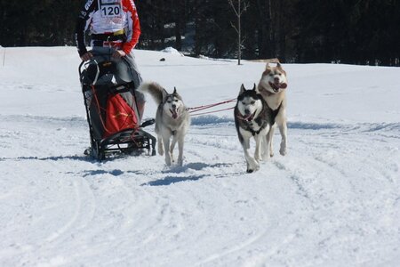 La Pesse 2014  Course de chiens de traineau  (dimanche 09/03/2014), IMG_4785