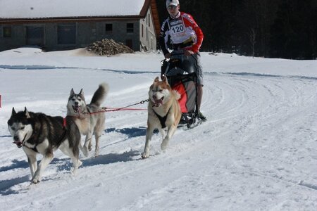La Pesse 2014  Course de chiens de traineau  (dimanche 09/03/2014), IMG_4789