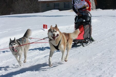 La Pesse 2014  Course de chiens de traineau  (dimanche 09/03/2014), IMG_4790