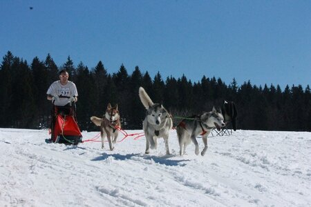 La Pesse 2014  Course de chiens de traineau  (dimanche 09/03/2014), IMG_4794