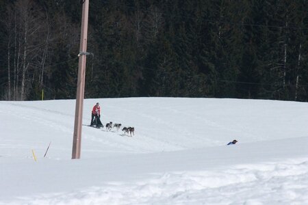 La Pesse 2014  Course de chiens de traineau  (dimanche 09/03/2014), IMG_4796