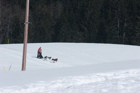 La Pesse 2014  Course de chiens de traineau  (dimanche 09/03/2014), IMG_4797