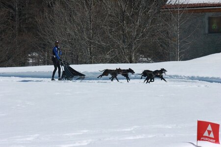 La Pesse 2014  Course de chiens de traineau  (dimanche 09/03/2014), IMG_4798