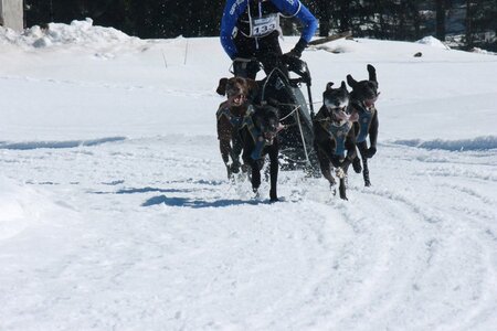 La Pesse 2014  Course de chiens de traineau  (dimanche 09/03/2014), IMG_4803