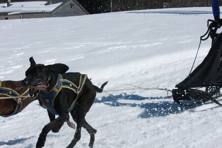 La Pesse 2014  Course de chiens de traineau  (dimanche 09/03/2014), IMG_4808