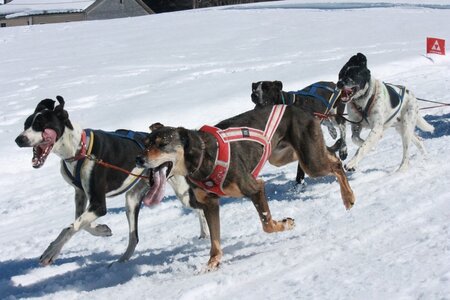 La Pesse 2014  Course de chiens de traineau  (dimanche 09/03/2014), IMG_4812