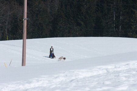 La Pesse 2014  Course de chiens de traineau  (dimanche 09/03/2014), IMG_4813