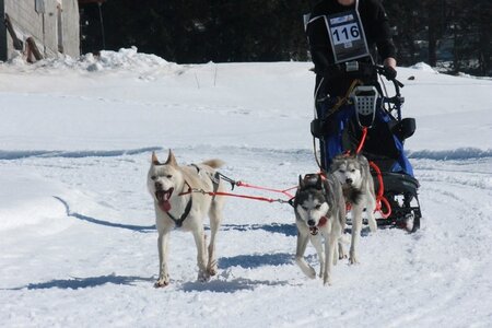 La Pesse 2014  Course de chiens de traineau  (dimanche 09/03/2014), IMG_4819
