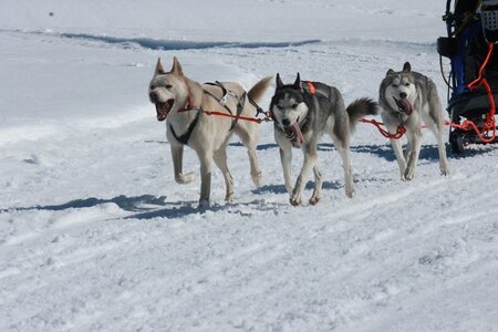 La Pesse 2014  Course de chiens de traineau  (dimanche 09/03/2014), IMG_4820
