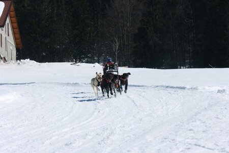 La Pesse 2014  Course de chiens de traineau  (dimanche 09/03/2014), IMG_4825