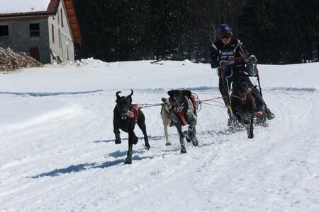 La Pesse 2014  Course de chiens de traineau  (dimanche 09/03/2014), IMG_4827
