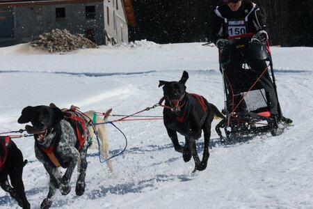 La Pesse 2014  Course de chiens de traineau  (dimanche 09/03/2014), IMG_4828