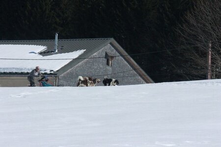 La Pesse 2014  Course de chiens de traineau  (dimanche 09/03/2014), IMG_4831