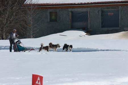 La Pesse 2014  Course de chiens de traineau  (dimanche 09/03/2014), IMG_4833